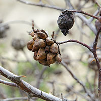 gall Diplolepis fructuum